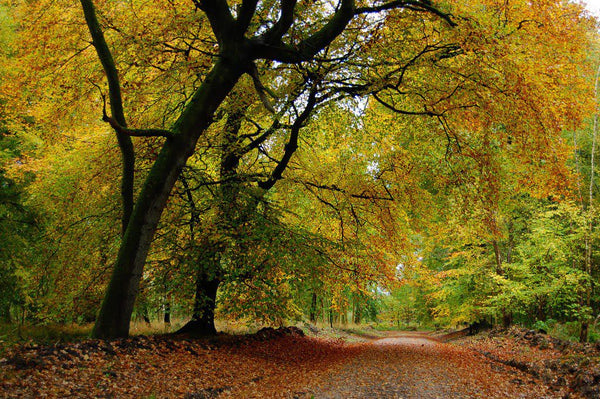 5 Of The Best Camping Spots To Visit In Autumn