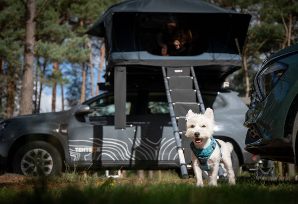 Tips from the community: TentBoxing with Dogs