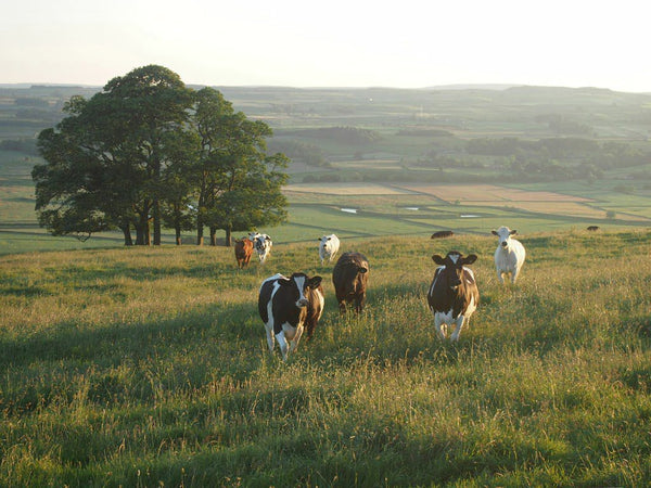 Our 6 Favourite Yorkshire Walking Locations
