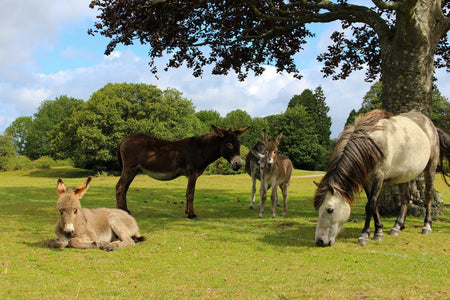 7 Reasons to travel to the New Forest (the home of TentBox)