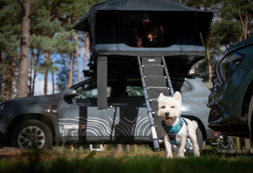 Dog stands in front of the TentBox Lite XL, fitted with the LadderSteps