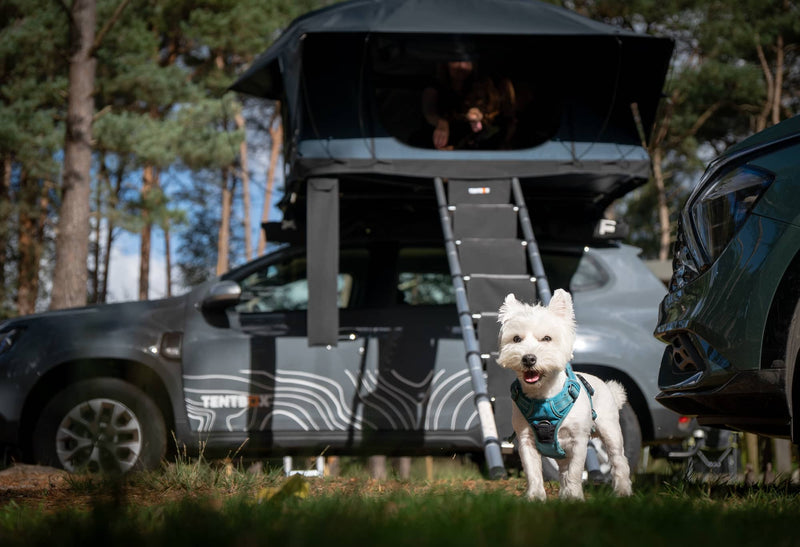 Tips from the community: TentBoxing with Dogs