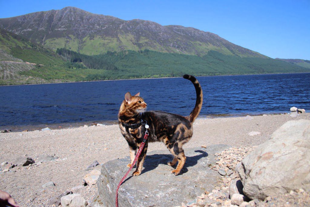 Meet Rigsby The Travelling Cat – TentBox