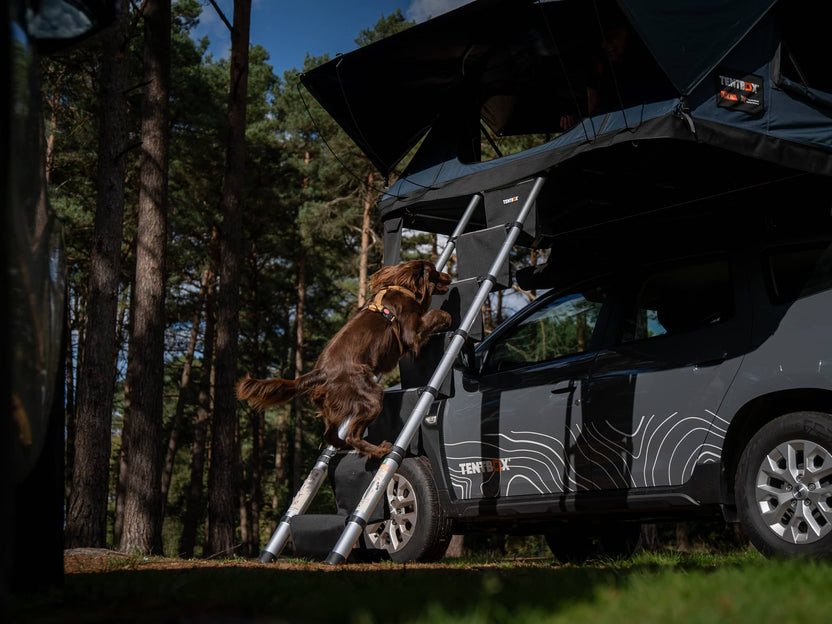 ALS LadderSteps - medium sized dog climbing up the TentBox ladders with ease thanks to the TentBox LadderSteps