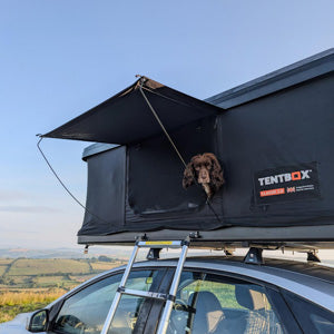 A cute dog looking out of the TentBox Classic 2.0 in Midnight Grey whilst camping in the British countryside