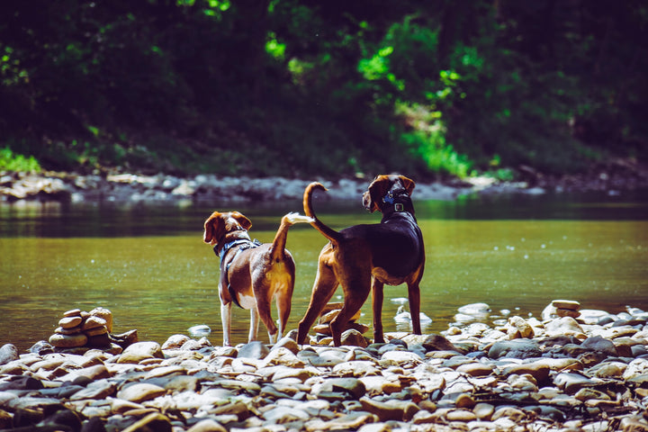 Coco’s Wild Camp photo 4